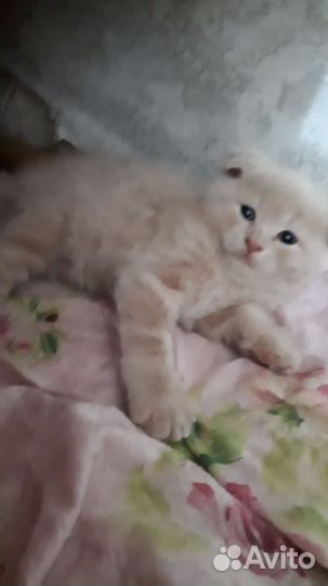 Котенок британец вислоухий