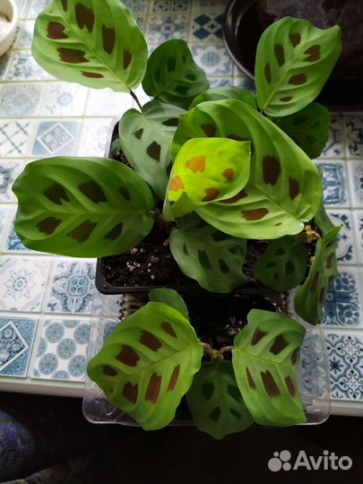 Маранта Керховена