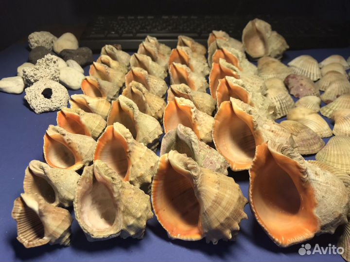 Рапаны, ракушки