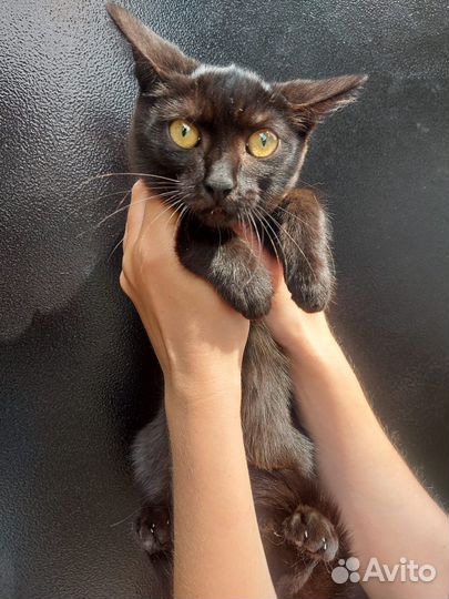 Кошка в добрые руки