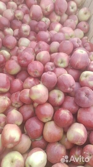 Сортировка яблок