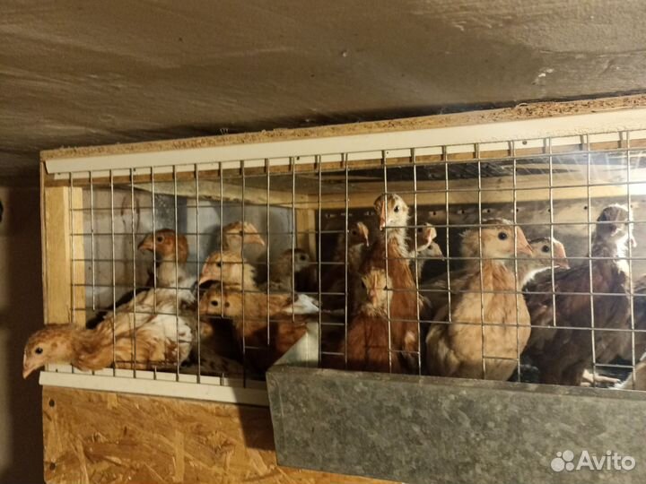 Месячные петушки Домен Браун