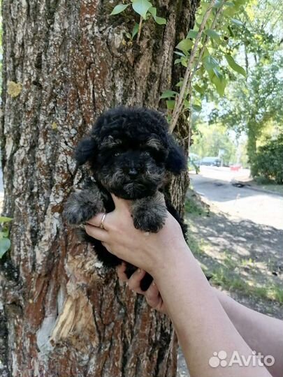 Мальтипу f1 mini мальчик