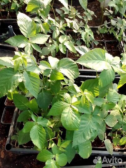 Ежевика саженцы