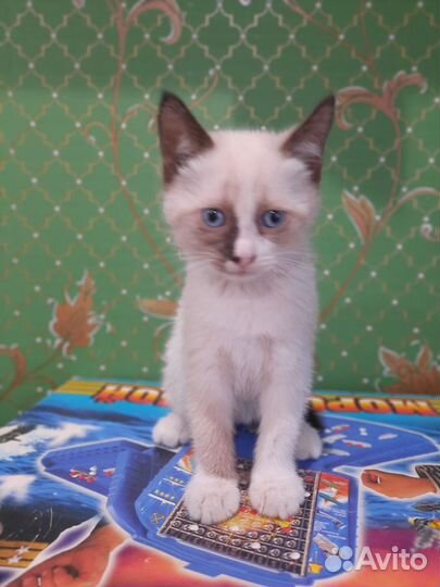 В добрые и заботливые руки