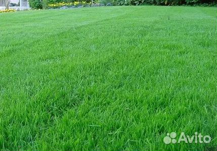 Газон от производителя
