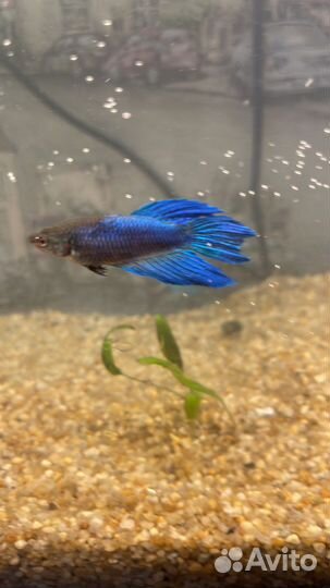 Рыбка петушок