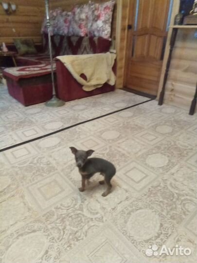 Мини той-терьер