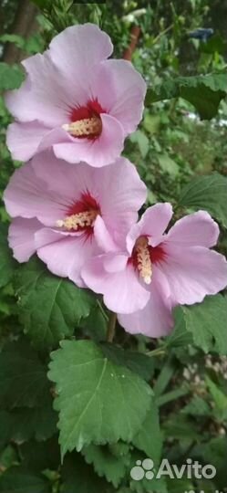 Сирийский гибискус