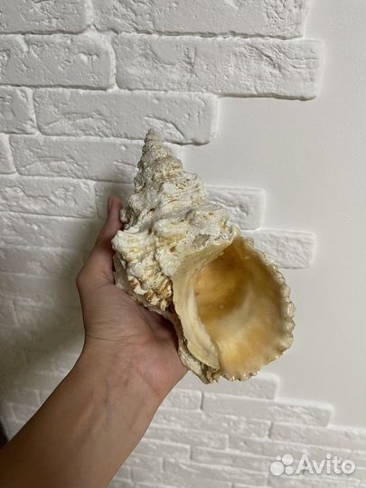 Ракушка морская большая