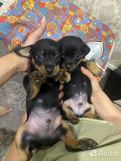 Мини той-терьер