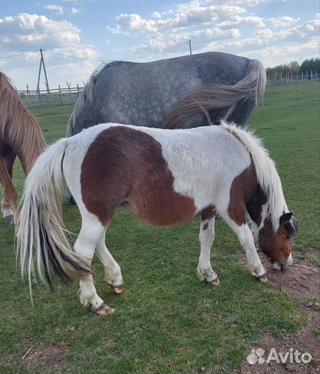 Лошадь пони