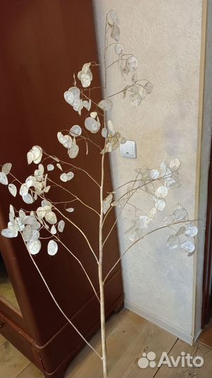 Лунария,флористика