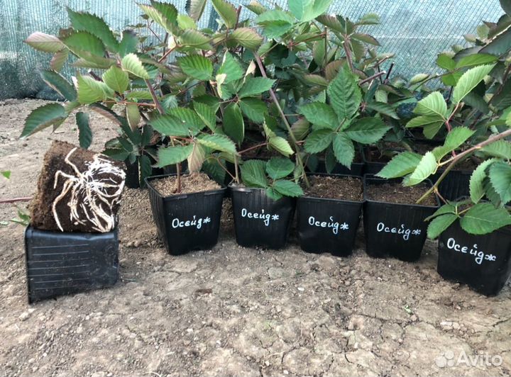 Осейдж сладкая ежевика без колючек (саженцы)