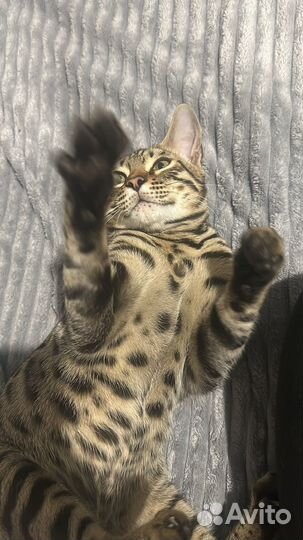 Бенгальский кот вязка