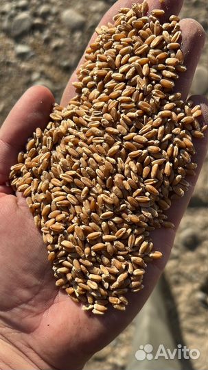 Пшеница продовольственная