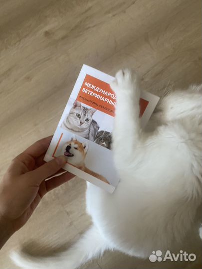 Кошечка в добрые руки