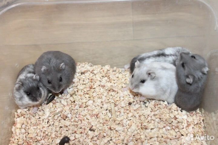 Джунгарские хомячки неповторимые редкие окрасы