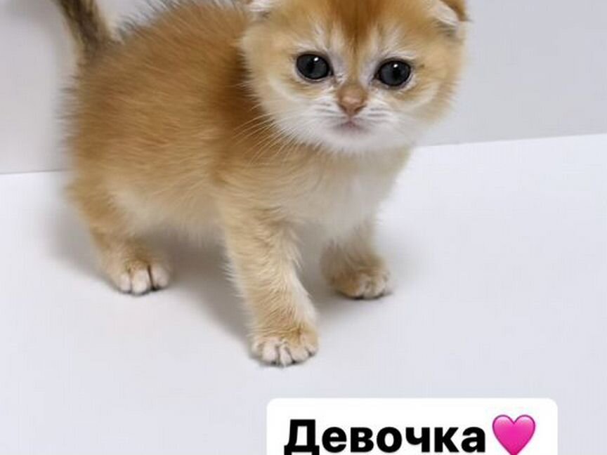 Шотландские вислоухие котята