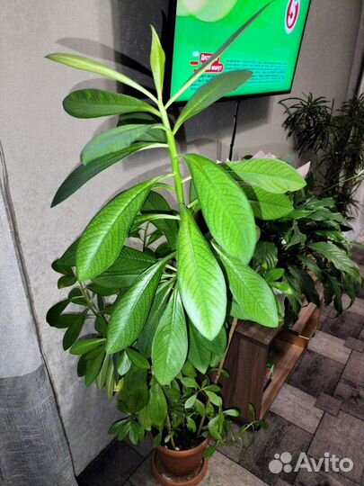 Синадениум