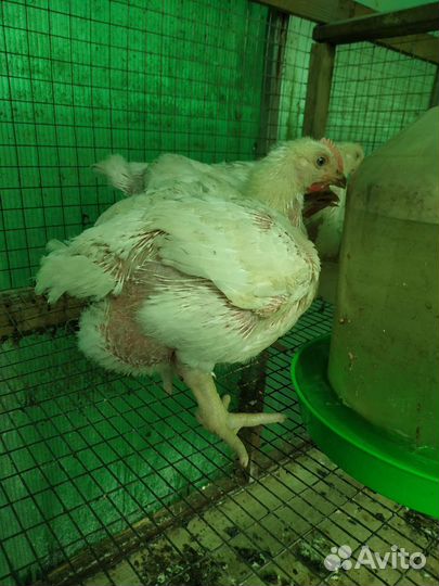 Крупные бройлеры подрощенные
