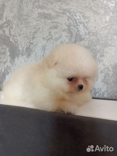 Щенок шпиц мальчик мини мишка