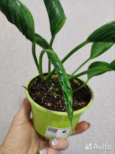 Эпипремнум годзилла вариегатный