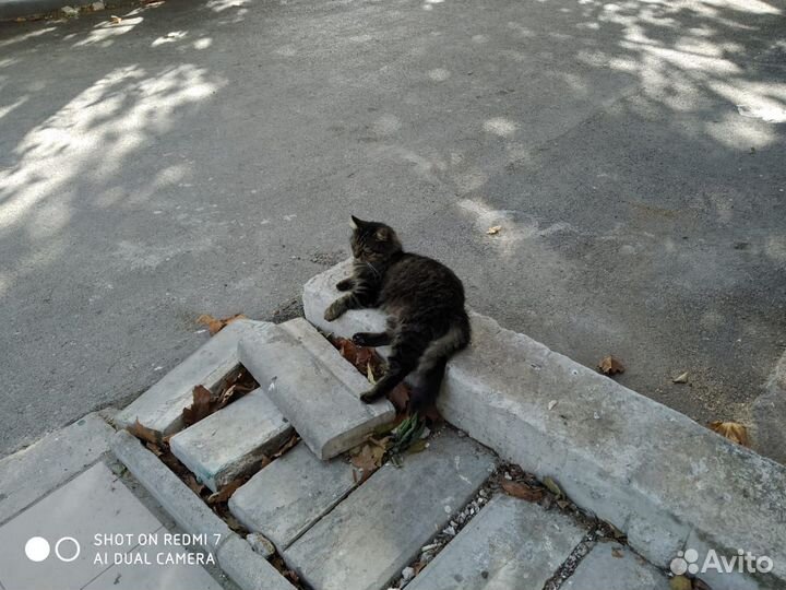 Кот читающий мысли
