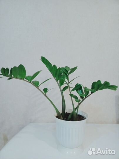 Замиокулькас