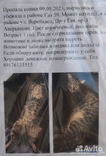 Убежала кошка