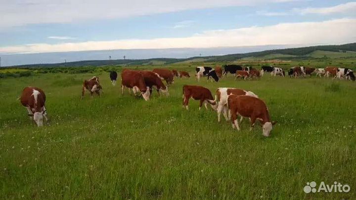 Тракторист с проживанием