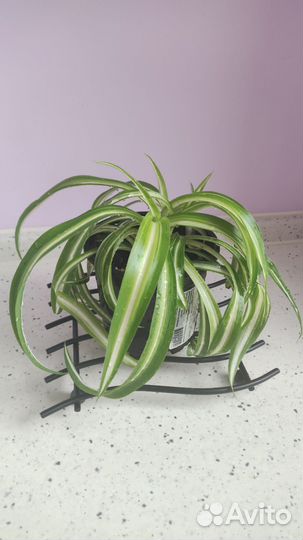 Хлорофитум Бонни кудрявый