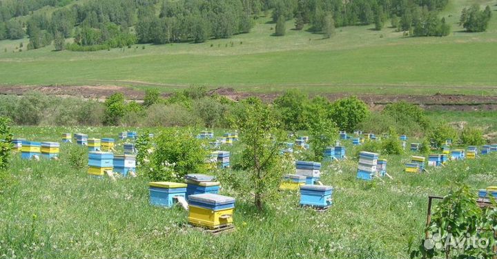 Жидкий мед оптом луговой