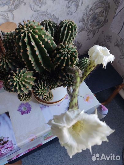 Кактус цветущий с детками