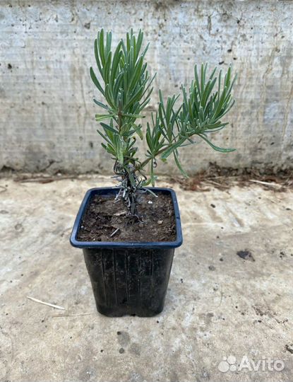 Саженцы лаванды сорта 