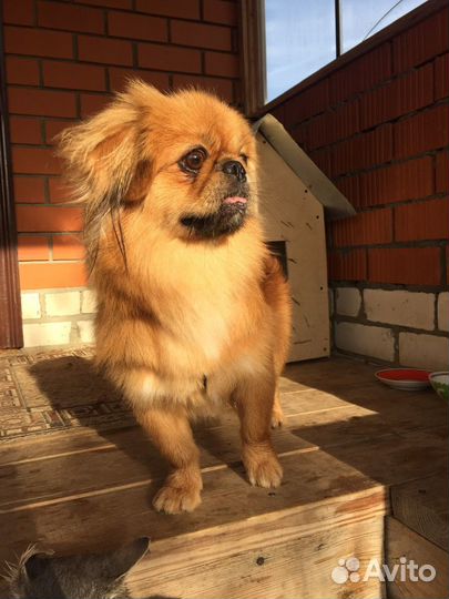 Вязка пекинес