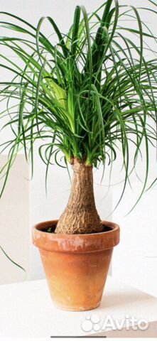 Нолина.Бутылочное дерево