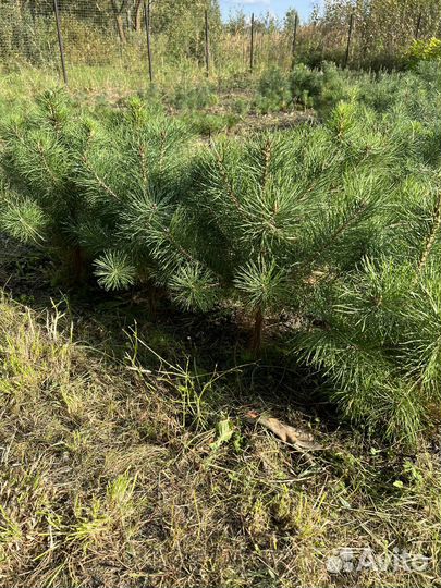 Саженцы сосны обыкновенной в наличие