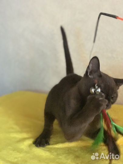 Великолепные котята европейской бурмы