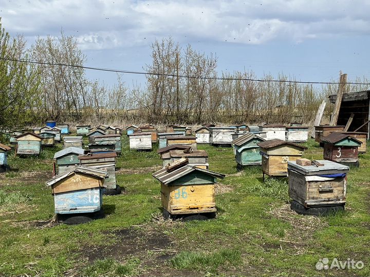 Продам пасеку