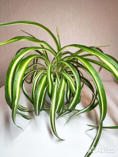 Хлорофитум кудрявый Бонни, хлорофитум хохлатый