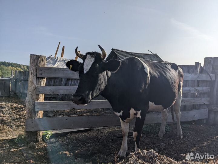 Продам двух коров стельных в запуске отел в январе