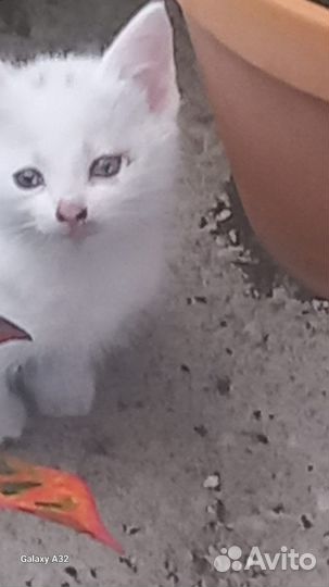 Отдам котенка