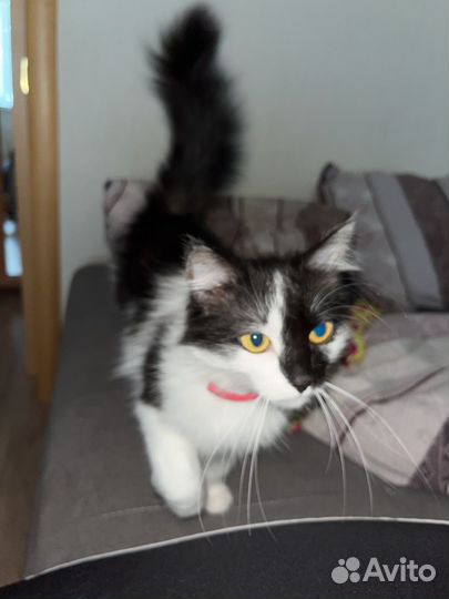 Кошка в добрые руки