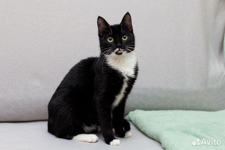 Кошечка Ксения