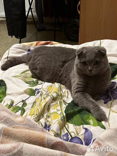 Британский вислоухий кот вязка