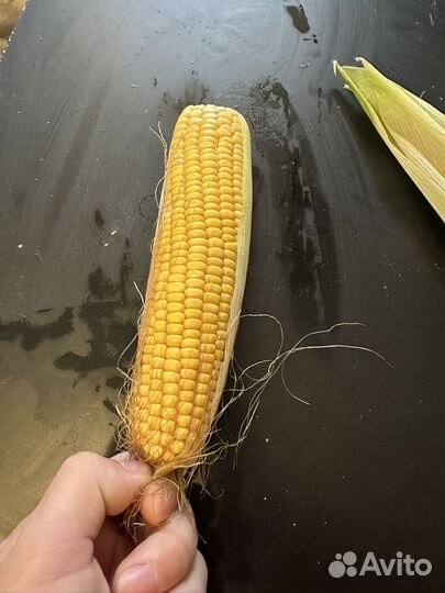 Кукуруза