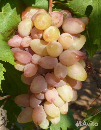 Саженцы и черенки винограда