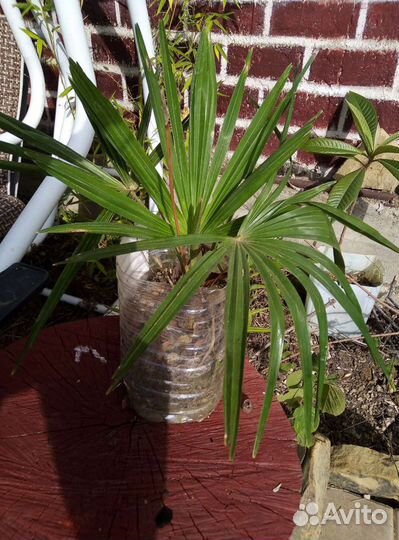 Пальма веерная. Плодовые и декоративные саженцы