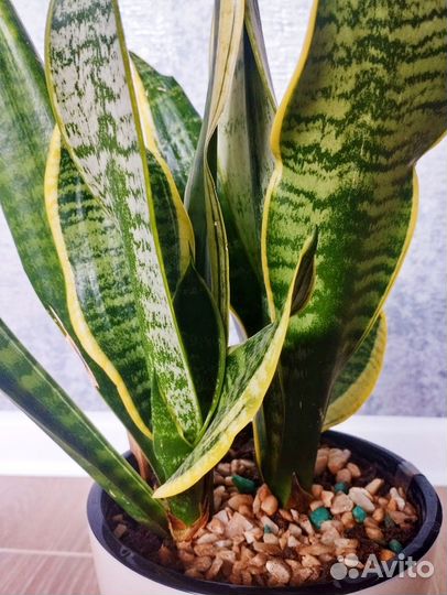 Интерьерные цветы